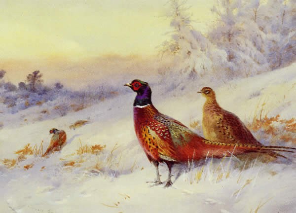 Archibald Thorburn Frosty Sunrise